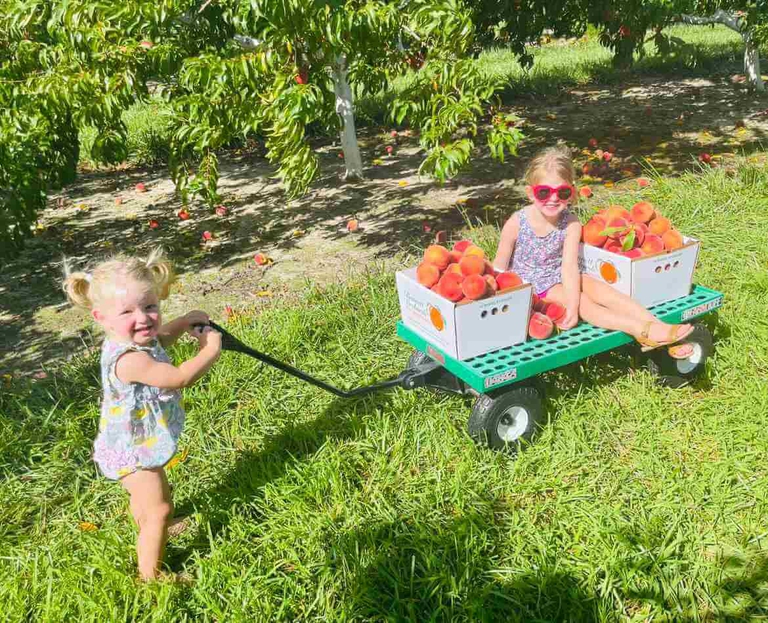 All smiles for these two young peach pickers enjoying the U Pick experience at Bennett Orchards